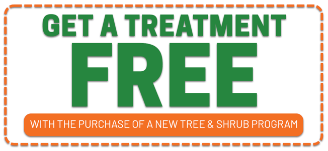 PTPP_Tree_Promo_2025