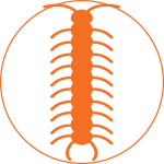 pro_pest_pest_control_CENTIPEDE_graphic_orange