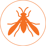 pro_pest_pest_control_wasp_graphic_hover-1