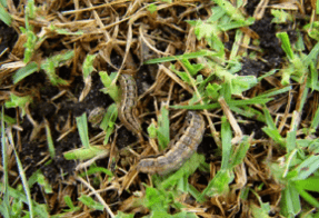 pro_turf_lawn_yard_control_INSECT_CONTROL_GRAPHIC_large-300x211