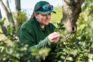 lawn tech from pro turf coal valley inspecting tree and shrub