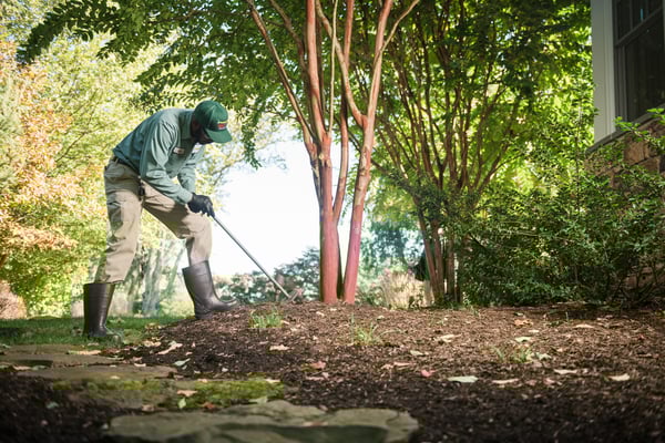 pro turf lawn tech providing deep root feeding for tree and shrub service