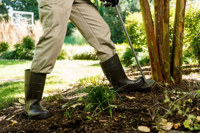 pro turf papillion lawn tech deep root feeding treatment for tree and shrub