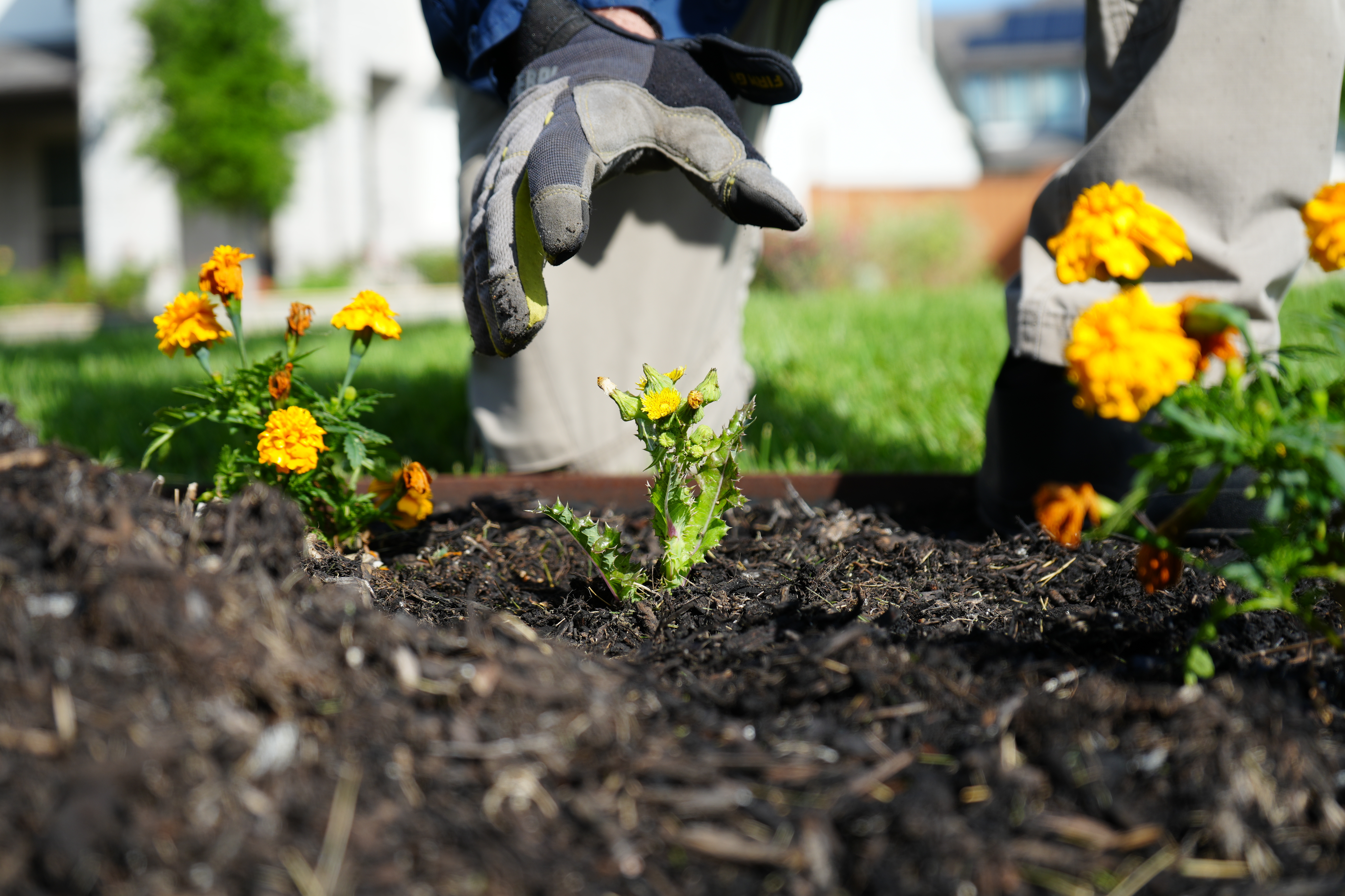 pro turf shorewood lawn tech serving lawn for weed control